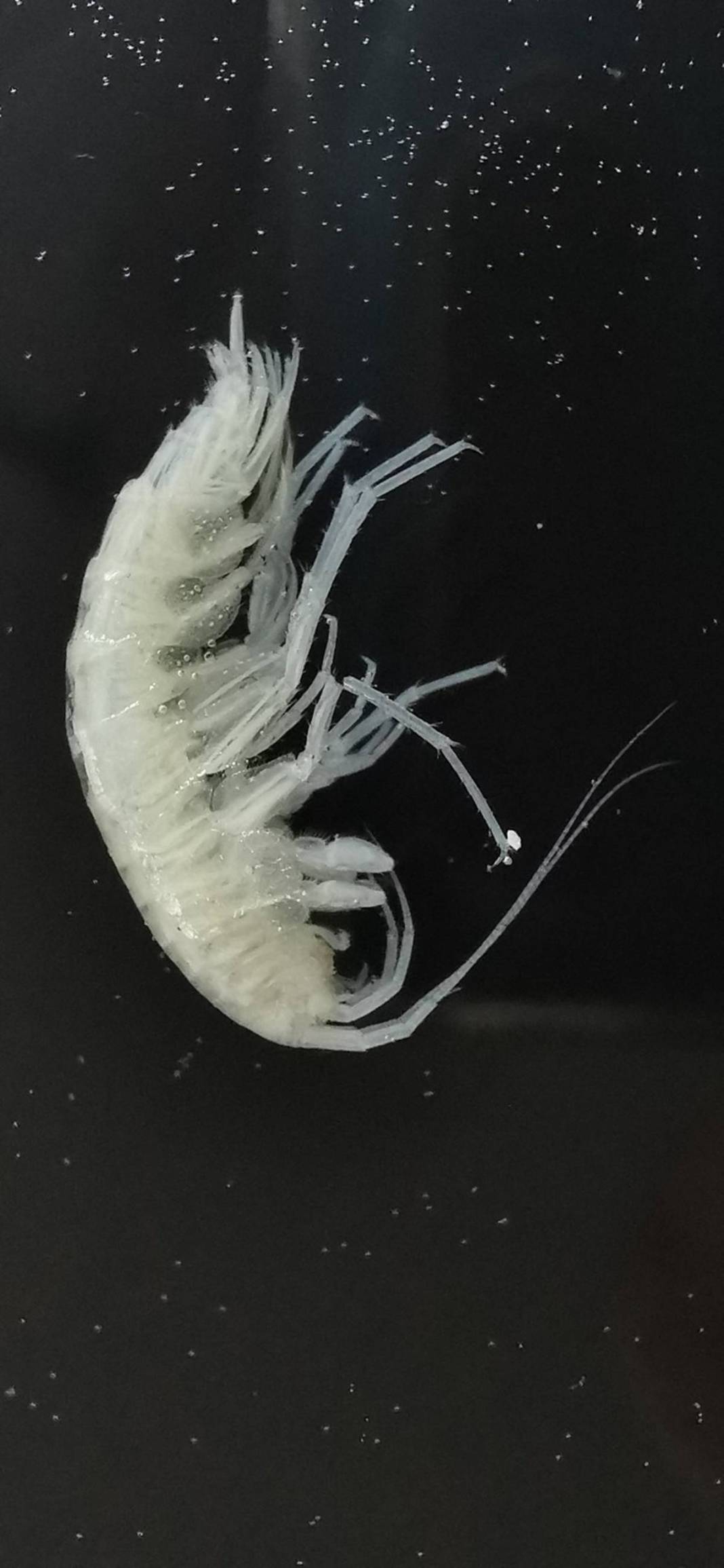 Dünyada ilk kez: Yeni sualtı canlısı türü, Türkiye'nin en derin üçüncü mağarasında keşfedildi! Türk bilim insanlarının başarısı 1